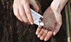 Sowing lettuce seeds