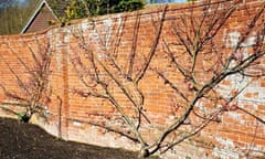Fan-trained peaches in Tom Hoblyn's walled garden