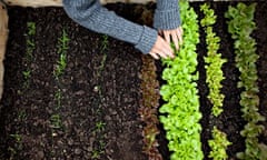 grow your own lettuce