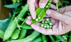 Home-grown peas