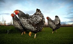 Silver laced Wyandotte chickens