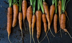 Bunch of fresh carrots just picked from garden with soil on dark background