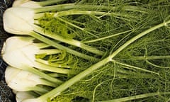 Grow your own fennel