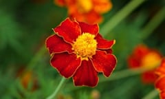 Tagetes patula 'Linnaeus'