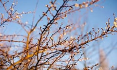 Prunus x subhirtella 'Autumnalis Rosea'