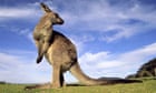 Kangaroo