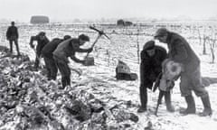 Parsnip farming