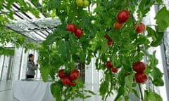 Tomatoes in indoor garden