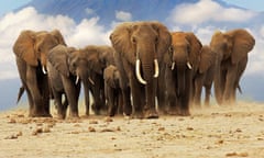 African elephants in front of Kilimanjaro