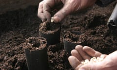 Howard Sooley March: Planting peas in biodegradable pots
