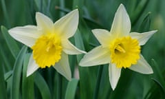 Wild Daffodil, Narcissus pseudonarcissus