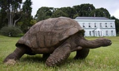 A 180-year-old pet tortoise St Helena