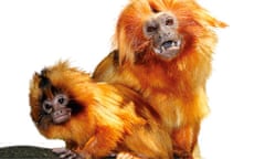 golden lion tamarin