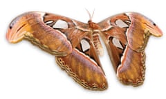 Attacus atlas moth