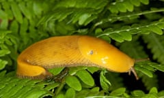 banana slug