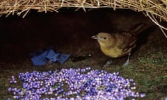 Brown Gardener (Amblyornis inornatus) bowerbird