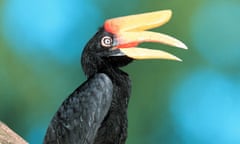 Rhinoceros Hornbill