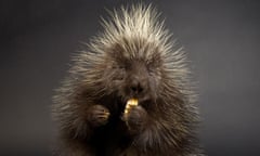 North American porcupine