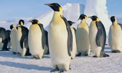 Penguin group