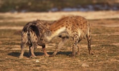 spotted hyena (Crocuta crocuta), welcoming each other, Kenya, Amboseli National Park