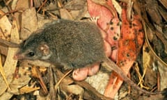 antechinus mouse