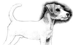 jack russell drawing