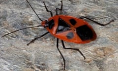 japanese red bug