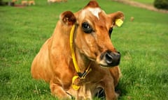 Jersey cow