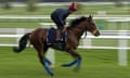 Workforce on an early morning gallop at Sandown Park Racecourse