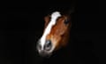 Kauto Star