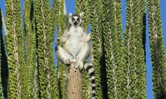 lemur