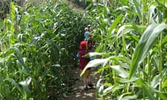 Willows Farm maize maze