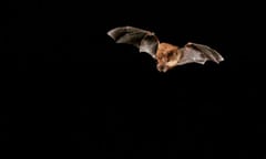 Daubenton's bat 