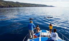 Watching dolphins in the Azores