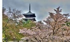 Kyoto blossom