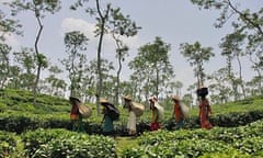 Women carrying tea leaves in a Bangladesh tea plantation.