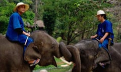 Elephant sanctuary