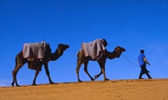 Camel train through desert, Morocco, North Africa