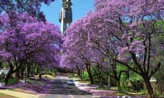 Jacarandas in Pretoria