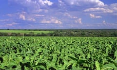 Tobacco fields near Rustenburg
