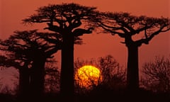 Baobab Trees at Sunset, Madagascar