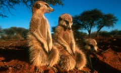 Meerkats in the Kalahari Desert in Africa