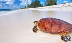 Bird Island Turtle Conservation, Seychelles