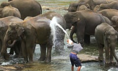 Sri Lanka elephant