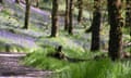 Bluebells in Glen Finglas, Trossachs National Park, Scotland