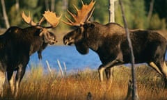 Bull Moose confrontation