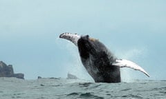 Humpback whale, Isla de la Plata