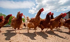 Chickens in chicken yard on chicken farm