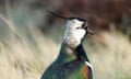 Northern lapwing