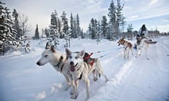 Huskies pulling sled along snow in Lapland